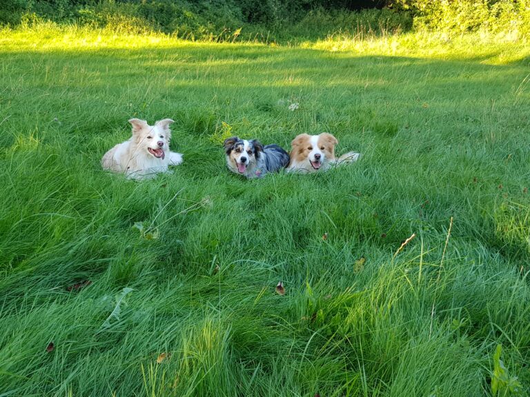 Siegrids Hundeschule & Zucht: Border Collies